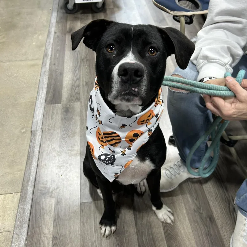 Rawlings thumbnail 6