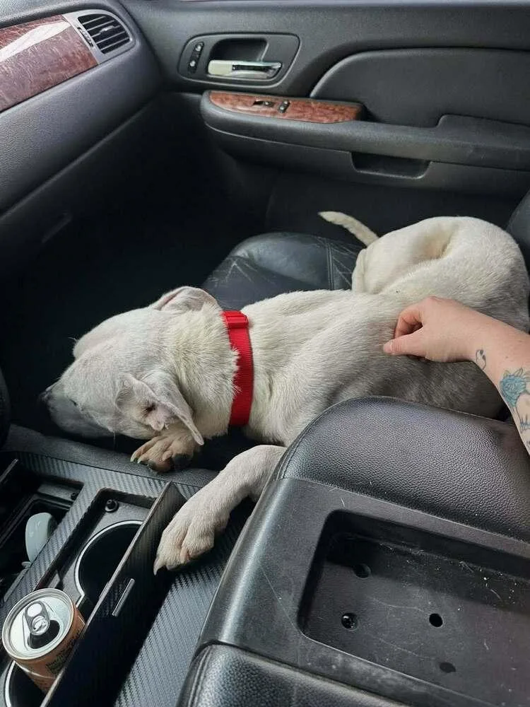 Sugar Belle 💜🤍 A