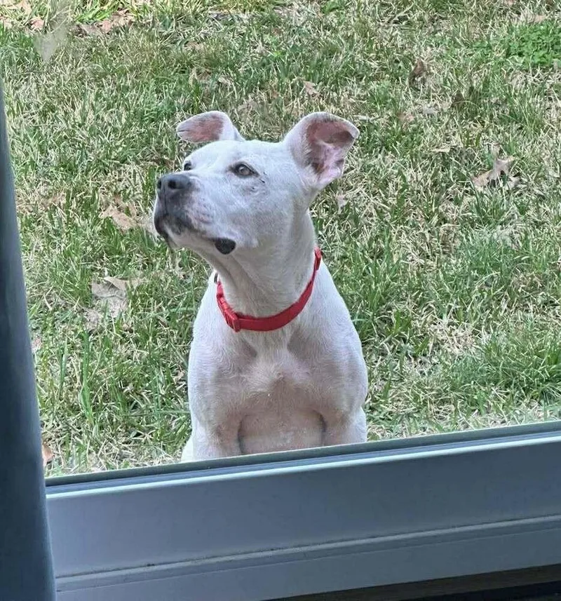 Sugar Belle 💜🤍 A thumbnail 3