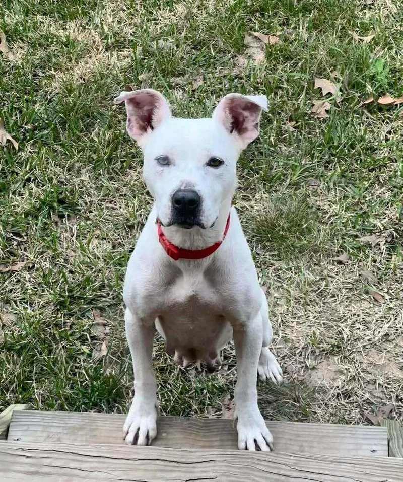 Sugar Belle 💜🤍 A thumbnail 4