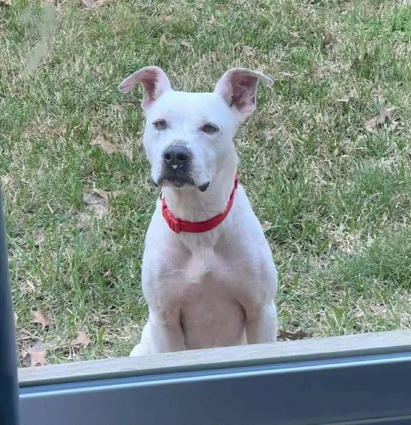 Sugar Belle 💜🤍 A thumbnail 5