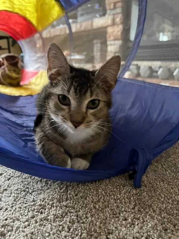 Winnie  Disney Litter