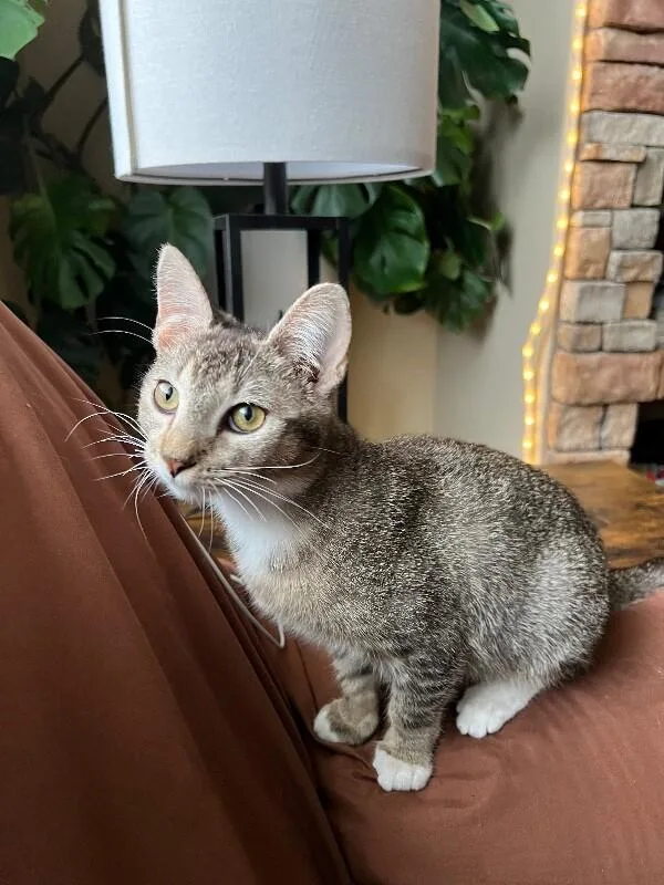 Winnie  Disney Litter thumbnail 2