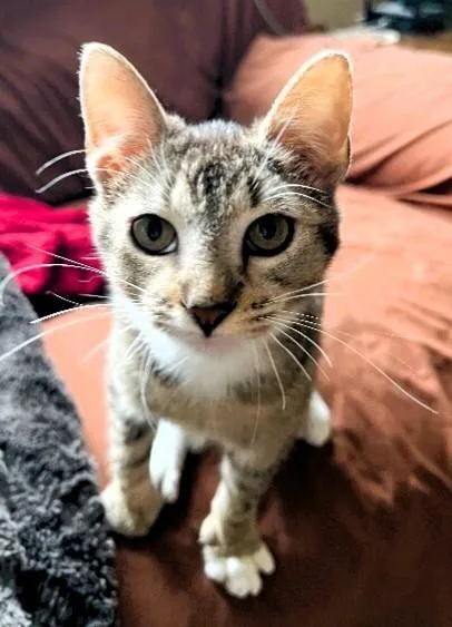 Winnie  Disney Litter thumbnail 3