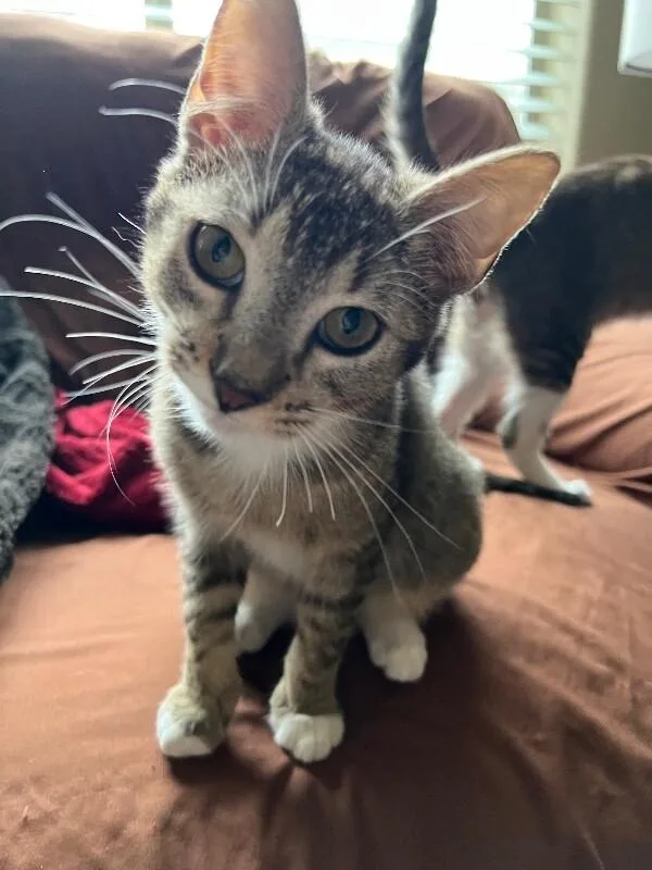 Winnie  Disney Litter thumbnail 4