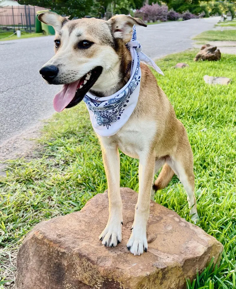 Dahlia  Precious Girl! thumbnail 5