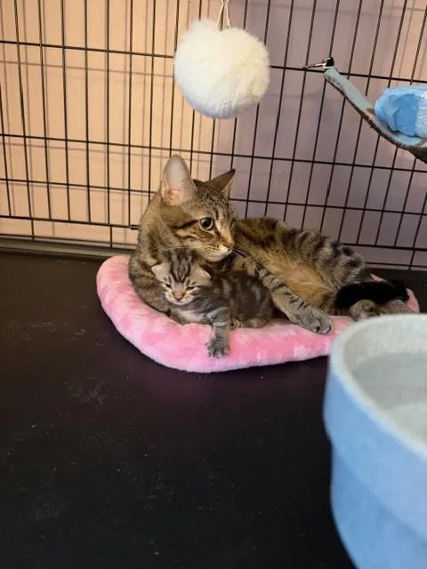 Momma Bow Featured At