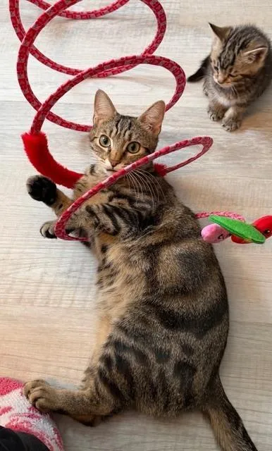 Momma Bow Featured At thumbnail 3