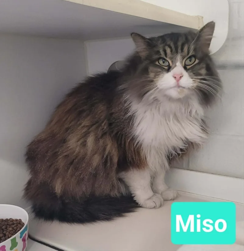 Miso
