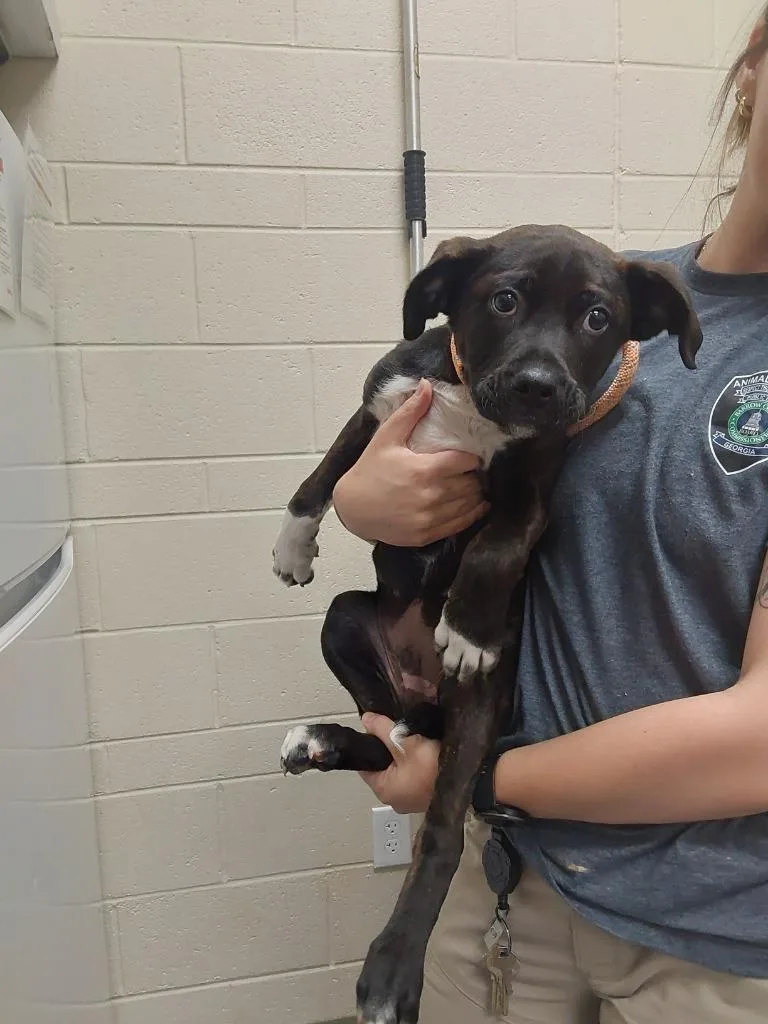 A young medium-sized male Boxer dog named Chop for adoption in Winder, GA