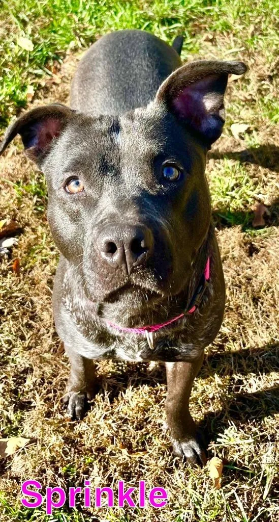 Sprinkle thumbnail 2