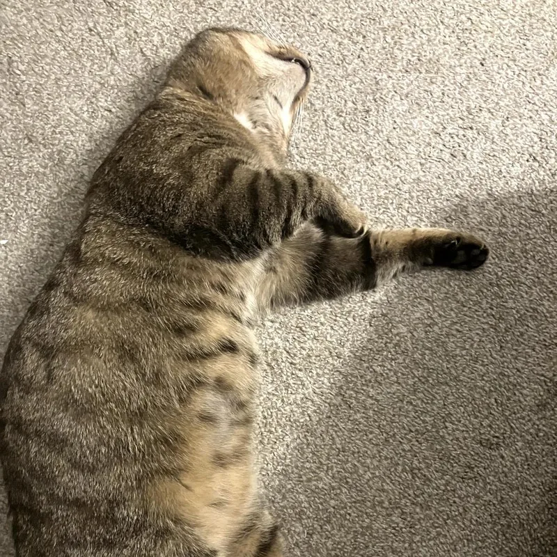 Maverick thumbnail 2