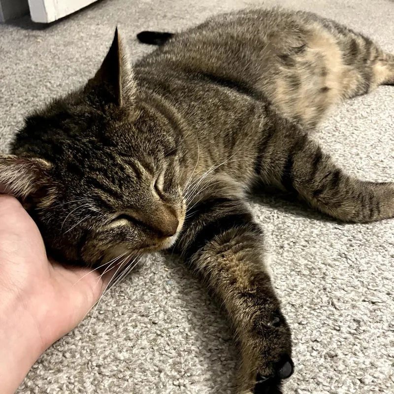 Maverick thumbnail 4