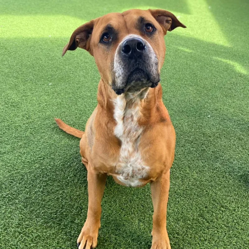 Chloe Aka Merkava thumbnail 5