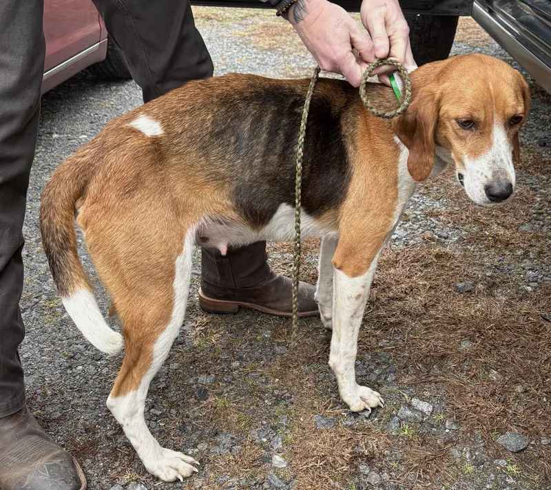 Penny  Young Sweetheart thumbnail 2