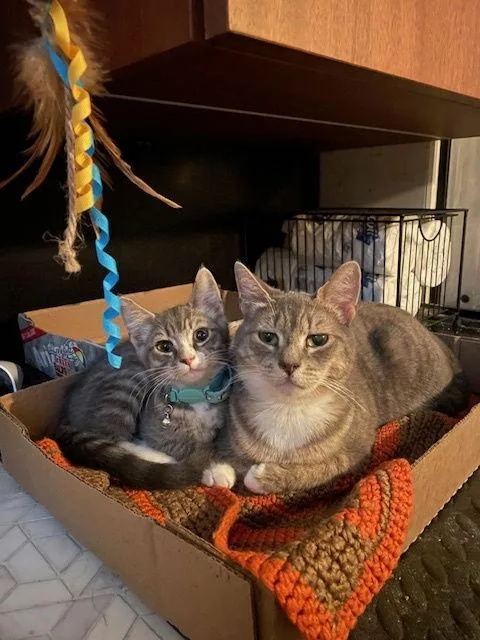 Juniper & Ollie thumbnail 2