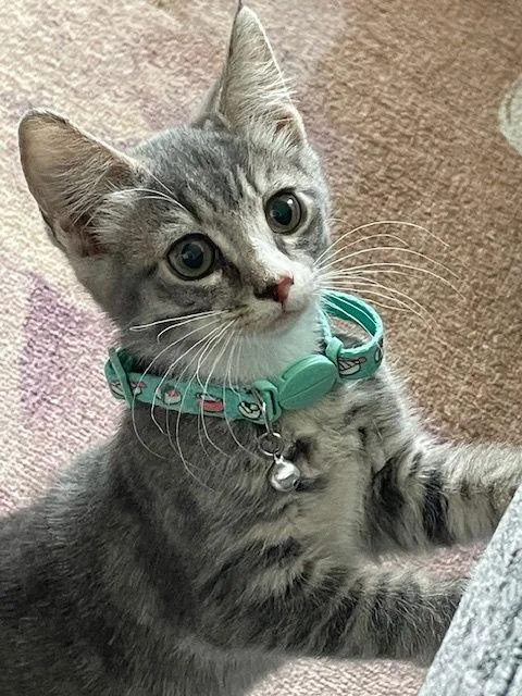 Juniper & Ollie thumbnail 3