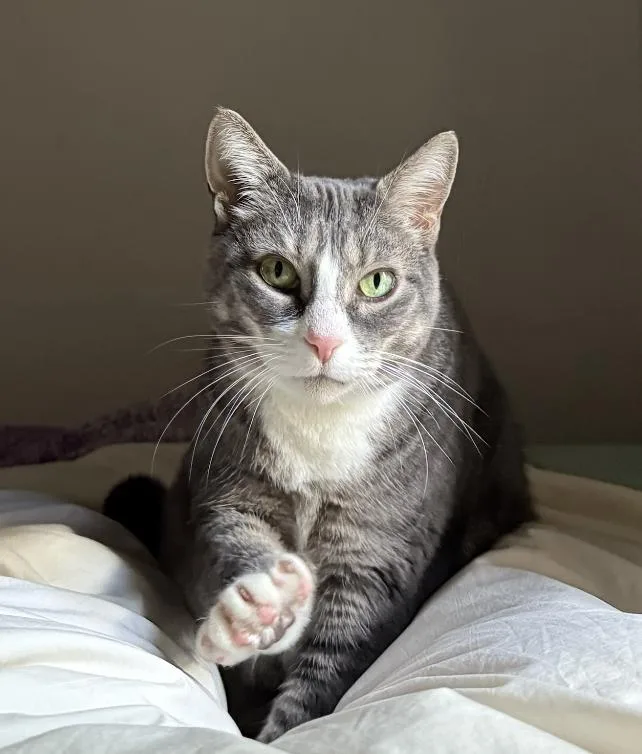 Carolanne thumbnail 3