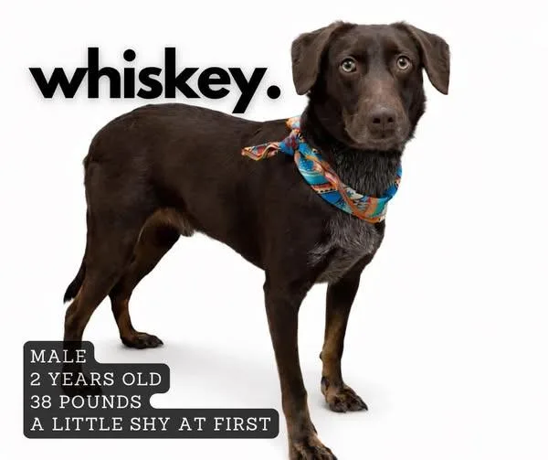 Whiskey
