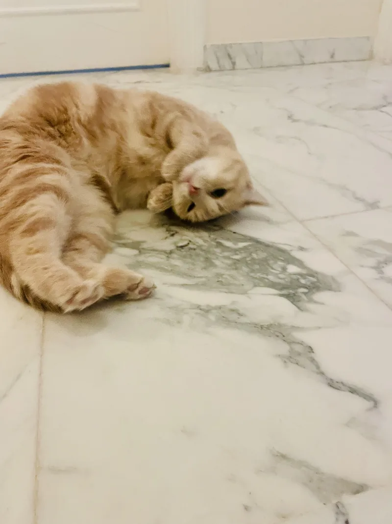 Sophia  The Sweet thumbnail 2