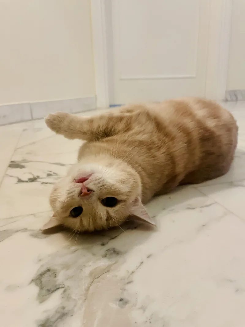 Sophia  The Sweet thumbnail 3