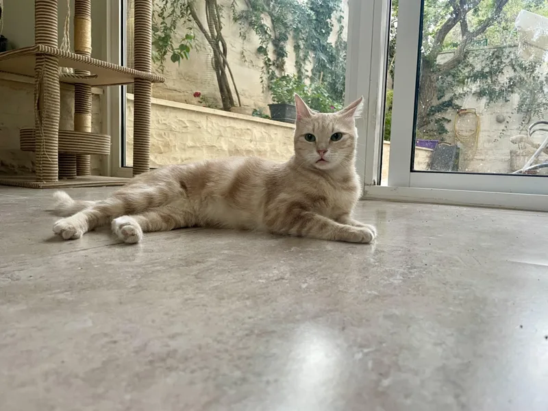 Sophia  The Sweet thumbnail 4