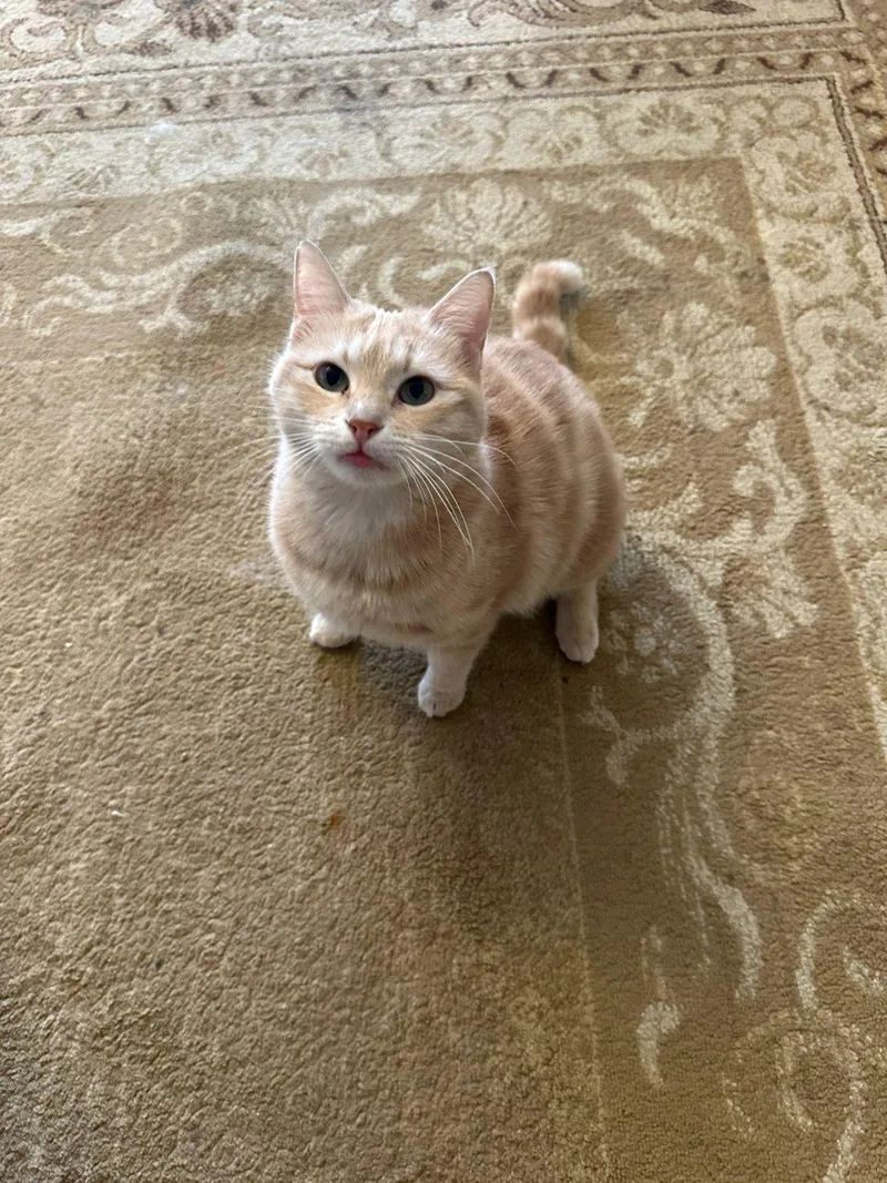 Sophia  The Sweet thumbnail 5