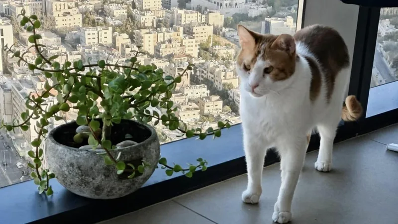 Floki  The Kindest thumbnail 4