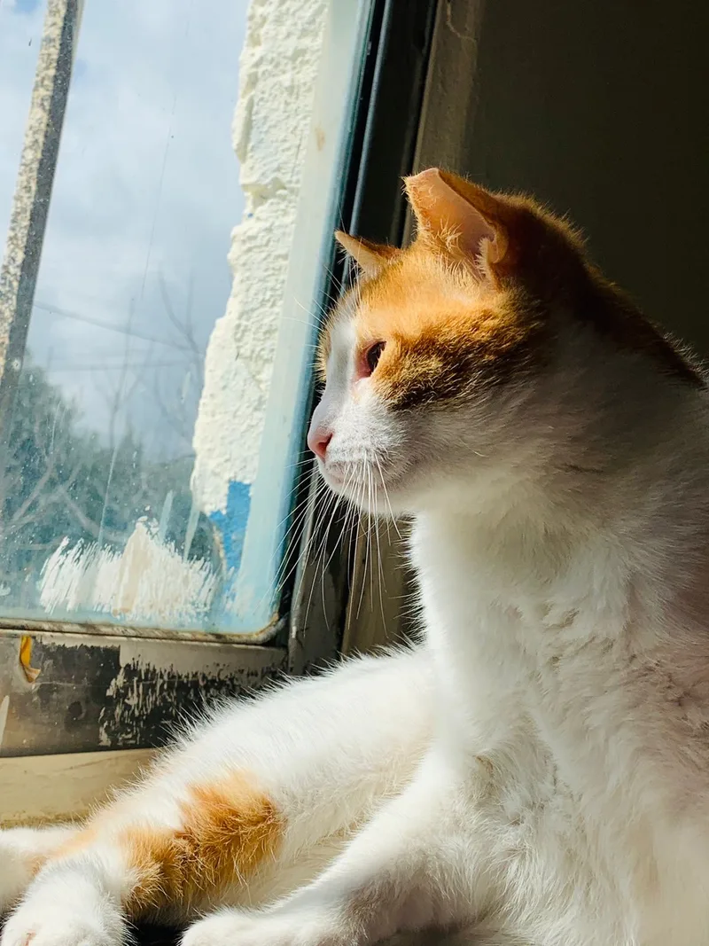 Floki  The Kindest thumbnail 5