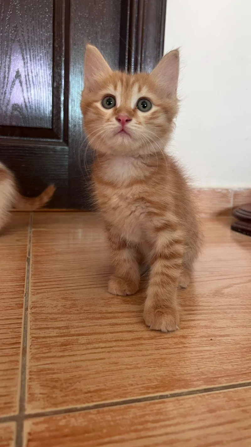 Pelli  Callo And thumbnail 2