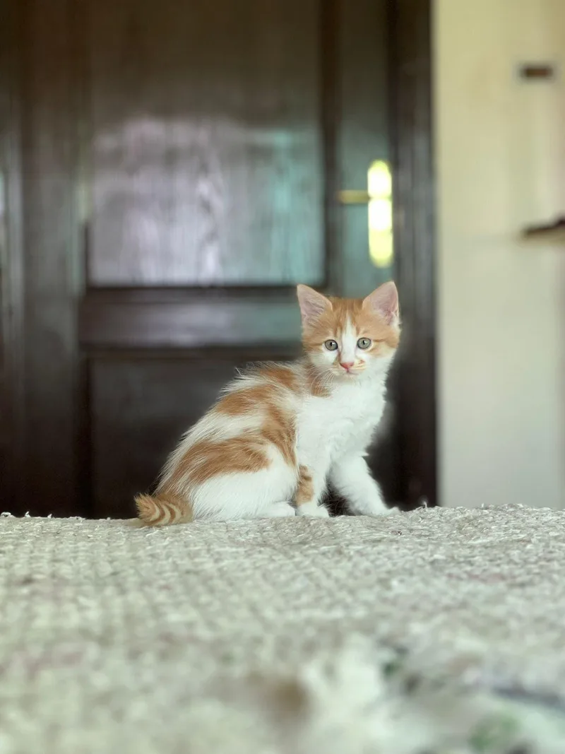 Pelli  Callo And thumbnail 3