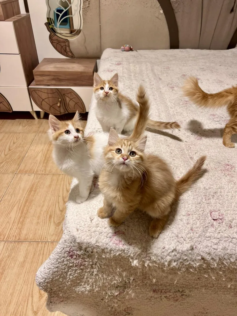 Pelli  Callo And thumbnail 4