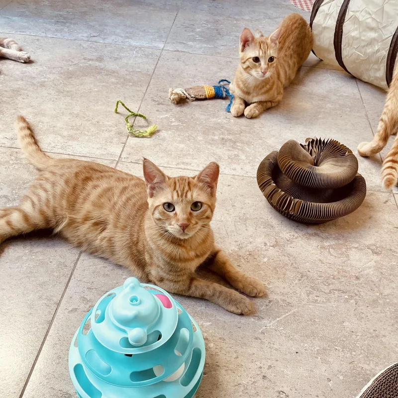 Mucho And Lucho  thumbnail 2