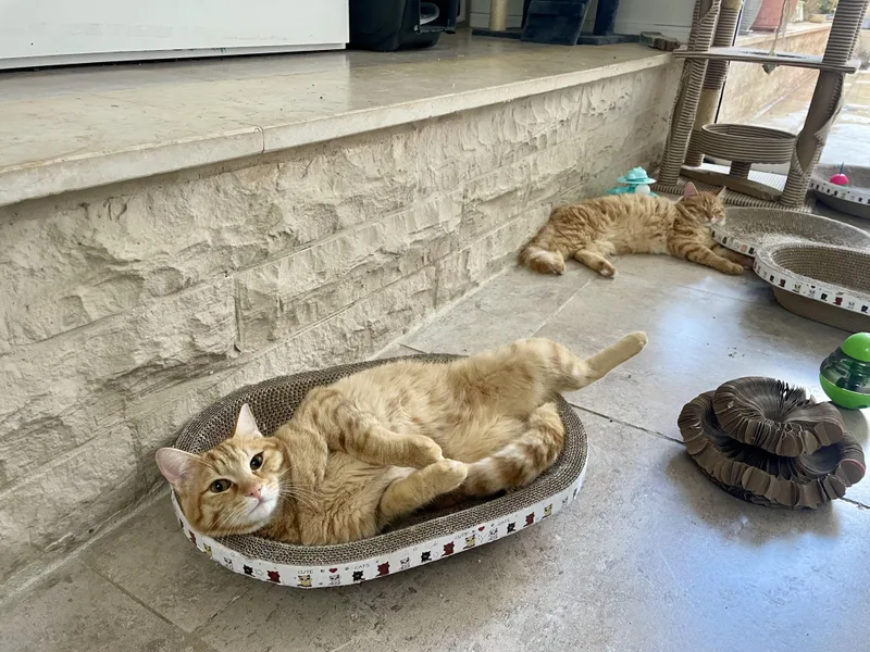 Mucho And Lucho  thumbnail 3