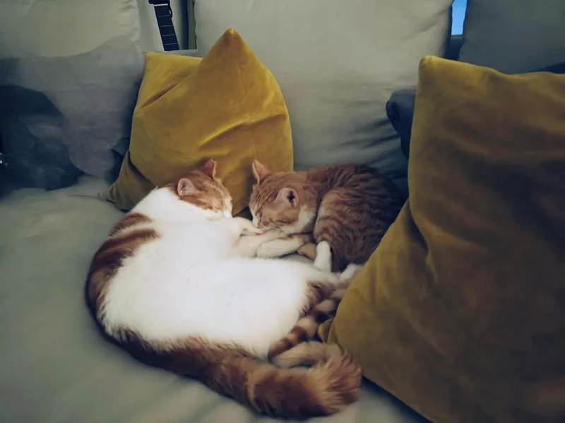 Nour  The Ray thumbnail 2