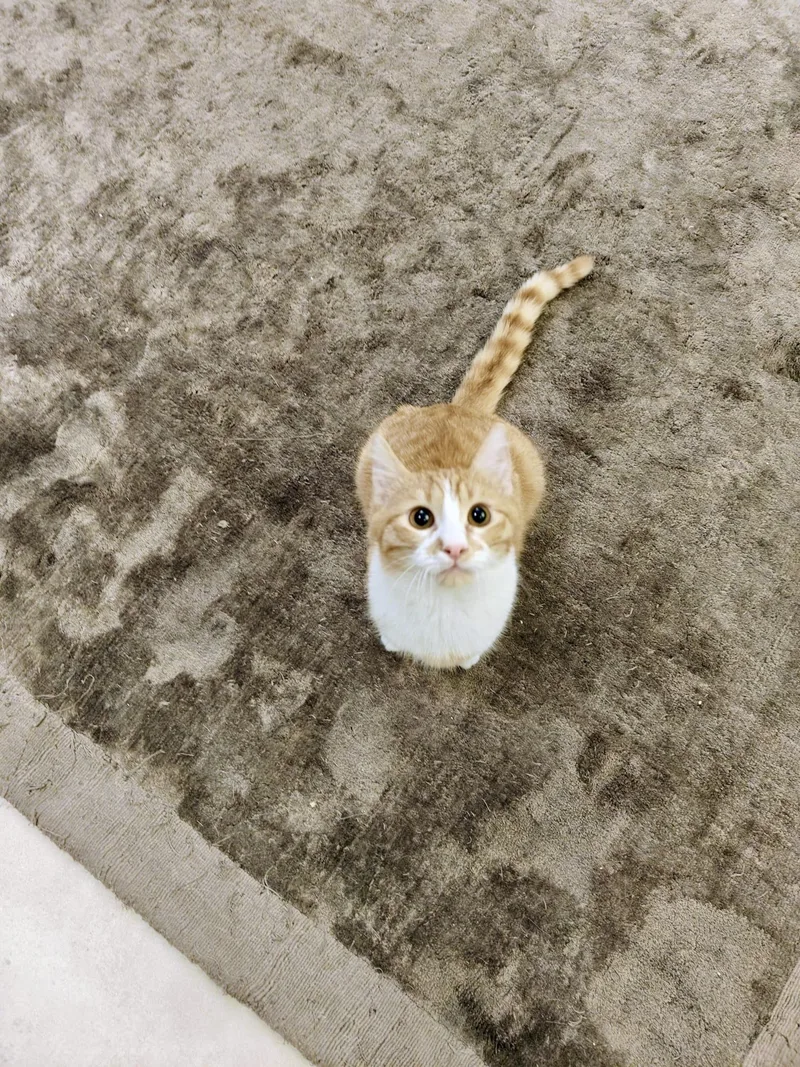 Nour  The Ray thumbnail 5