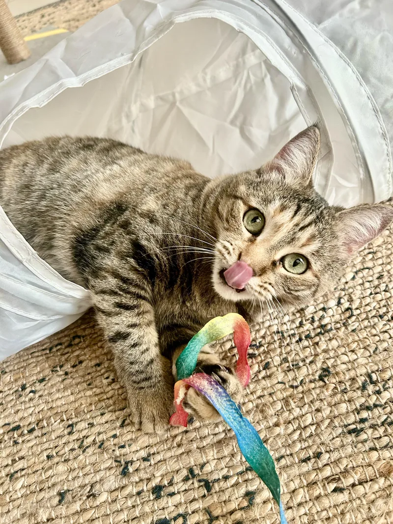 Olive  The One thumbnail 2