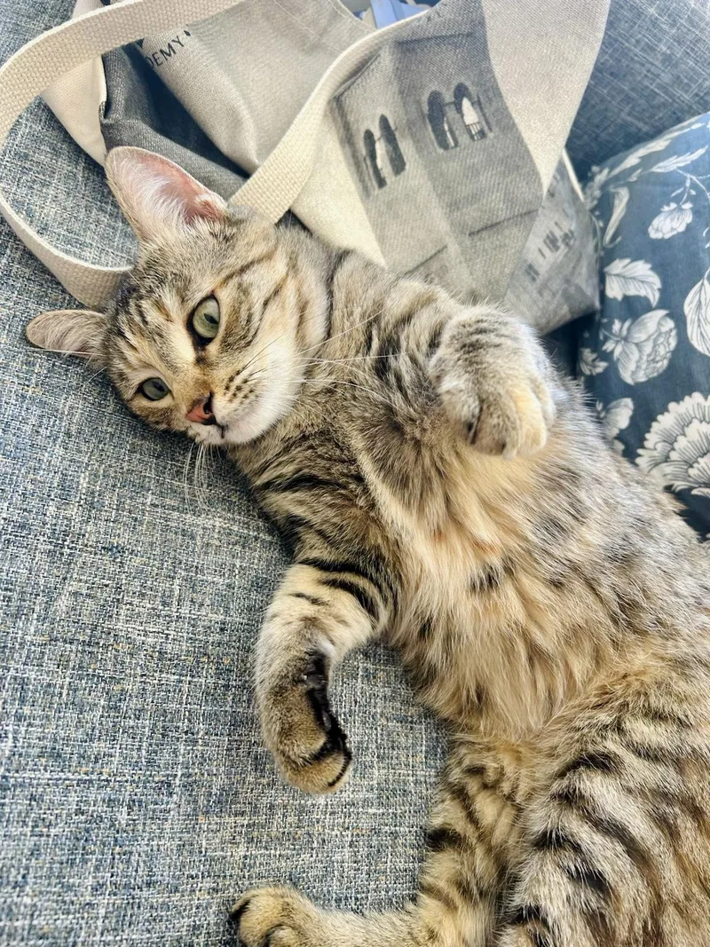 Olive  The One thumbnail 4