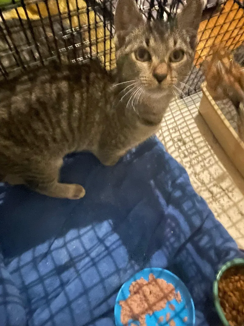 Cooper & Oliver thumbnail 4