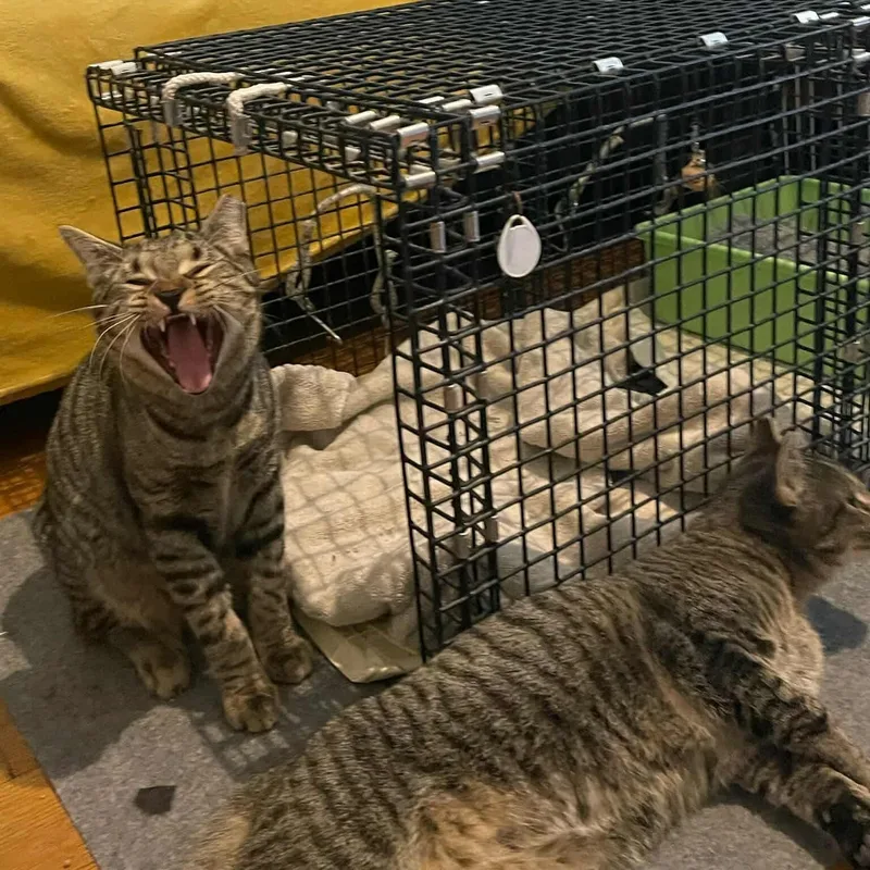 Cooper & Oliver thumbnail 6