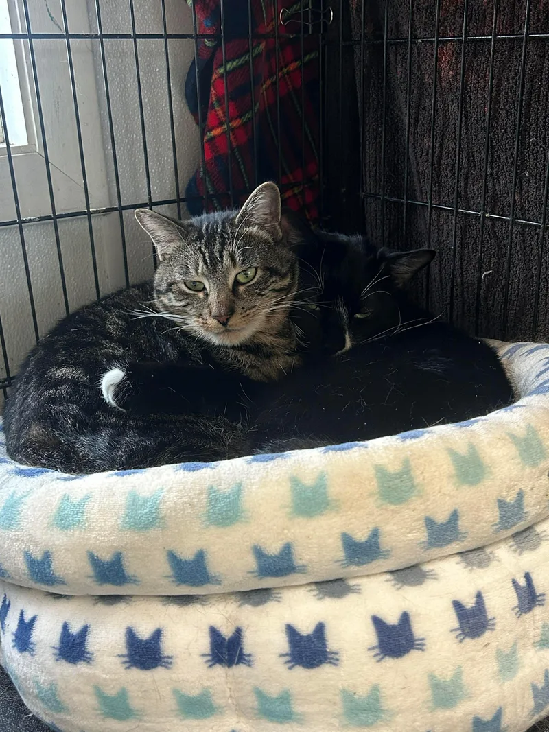 An adult medium-sized male Black & White / Tuxedo Domestic Short Hair cat named Ben & Jerry for adoption in Acushnet, MA