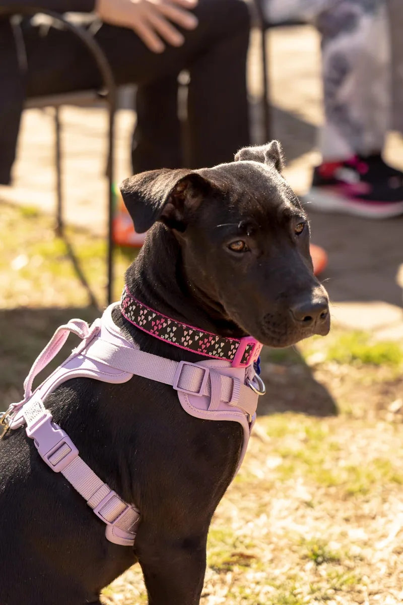 Brinkley thumbnail 2