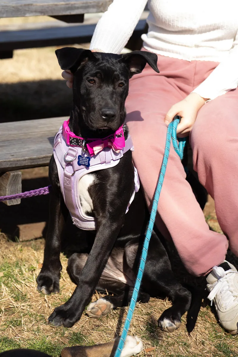 Brinkley thumbnail 3