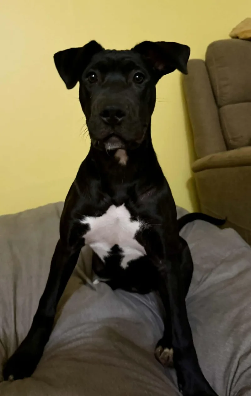 Brinkley thumbnail 4