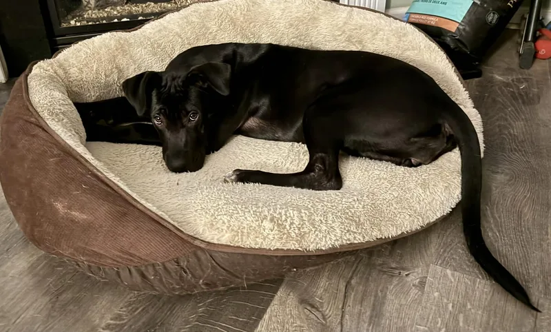 Brinkley thumbnail 5