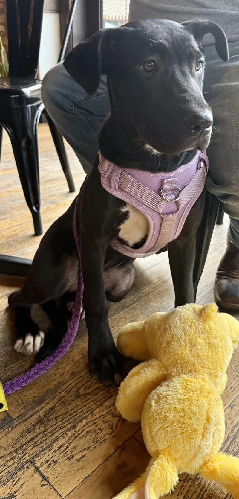 Brinkley thumbnail 6