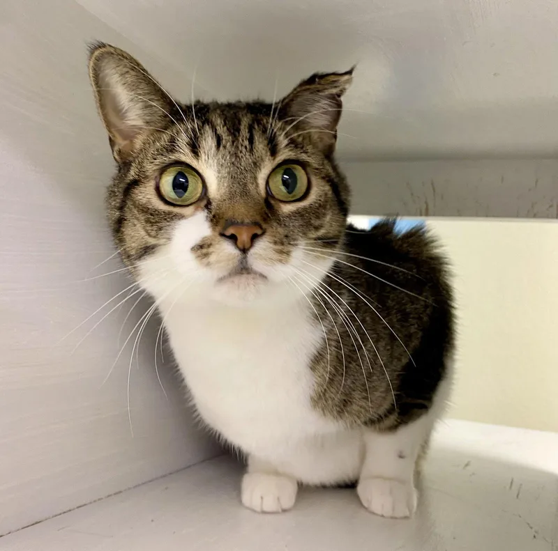 Hazelnut thumbnail 2