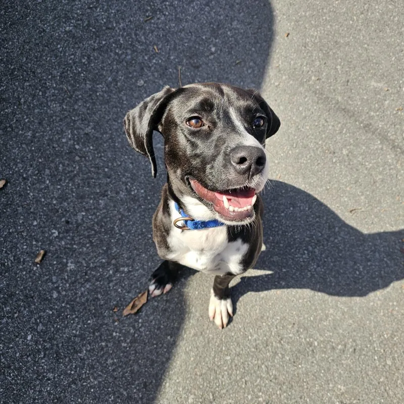 Cosmo Iv thumbnail 2