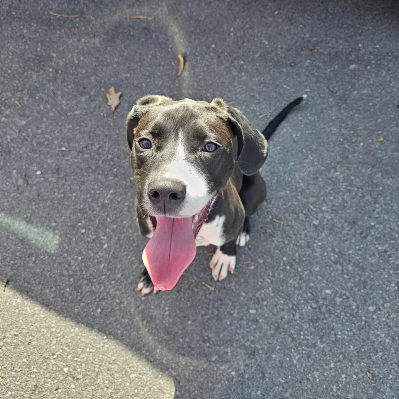 Cosmo Iv thumbnail 3