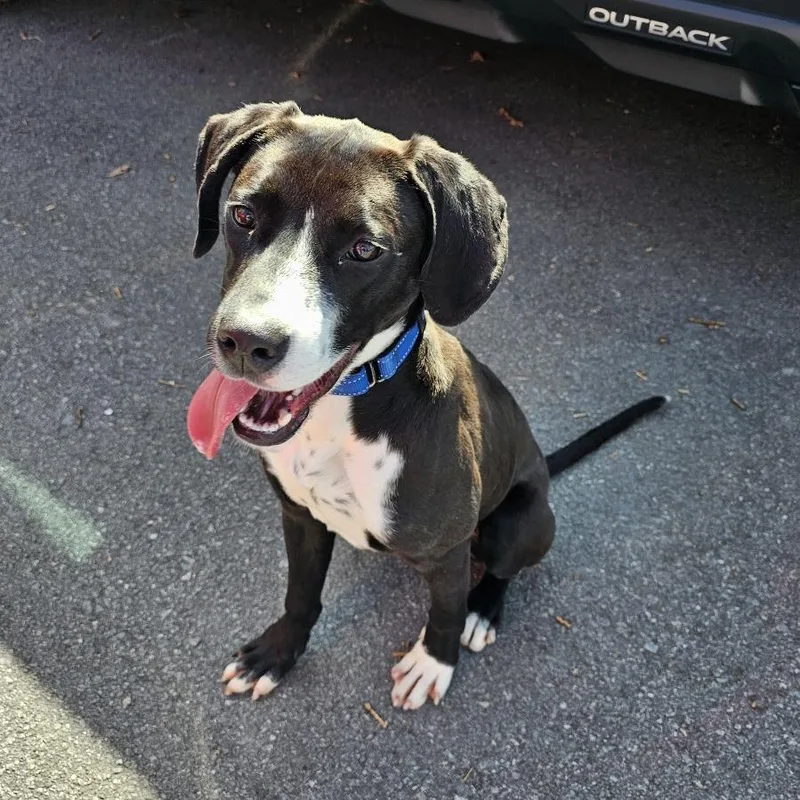 Cosmo Iv thumbnail 4